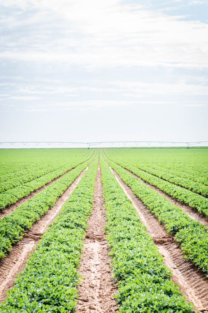 Henson Farms Lubbock