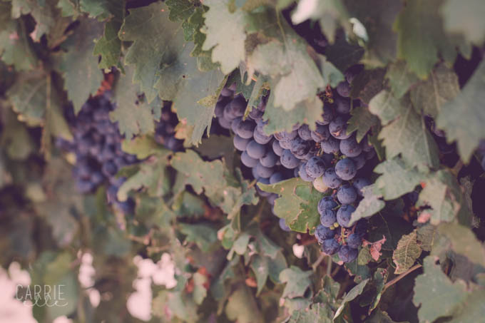 Lost Draw Vineyard
