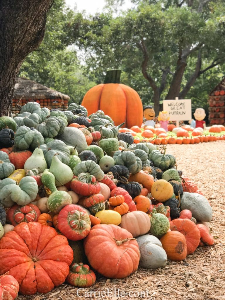 Pumpkin Village at the Dallas Arboretum