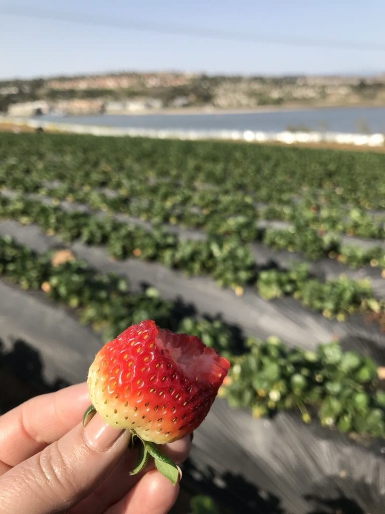 Strawberry Picking Carlsbad CA